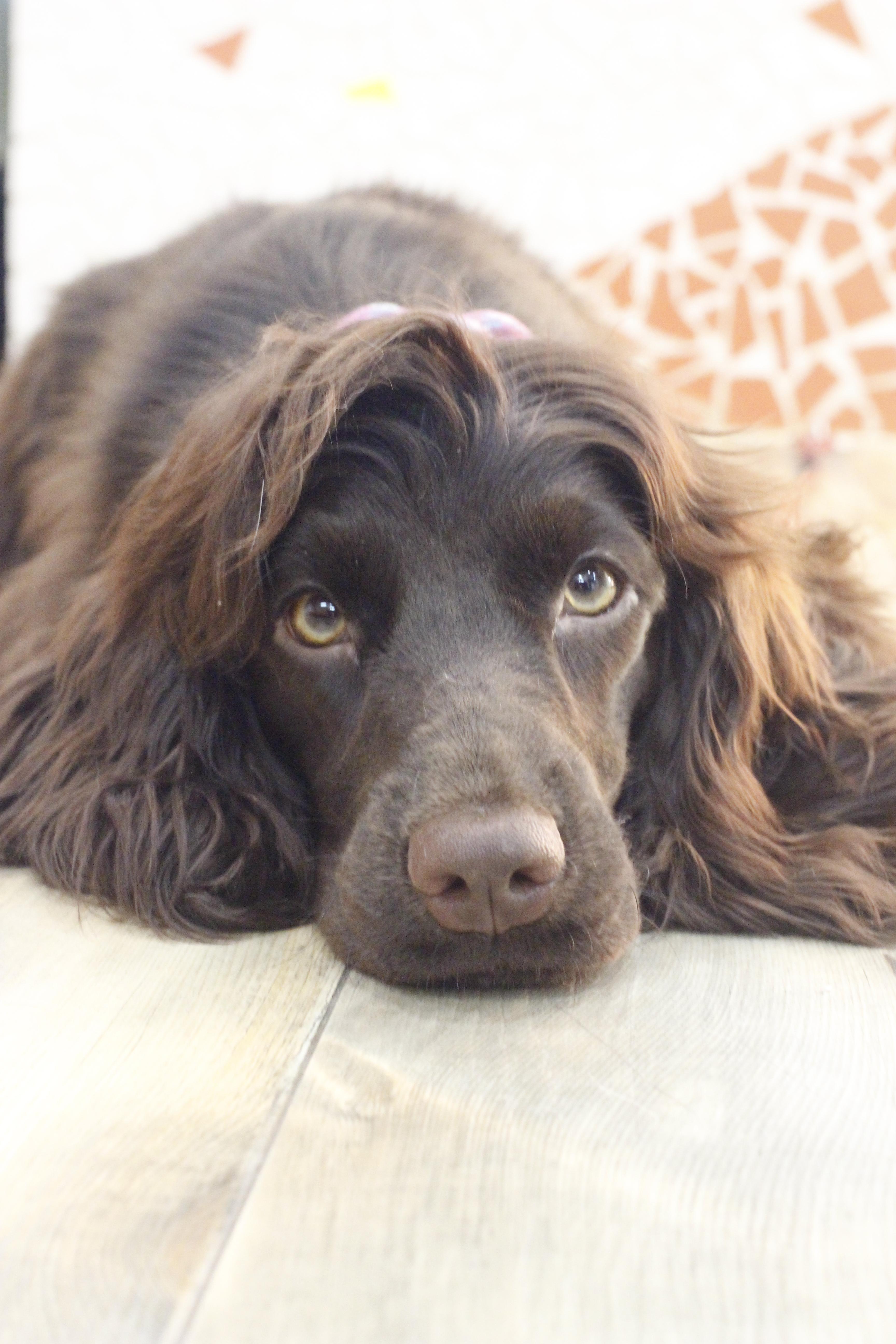 千葉県松戸市のイングリッシュ コッカー スパニエル専門のブリーダー Dogs Box